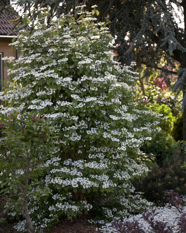Viburnum tinus