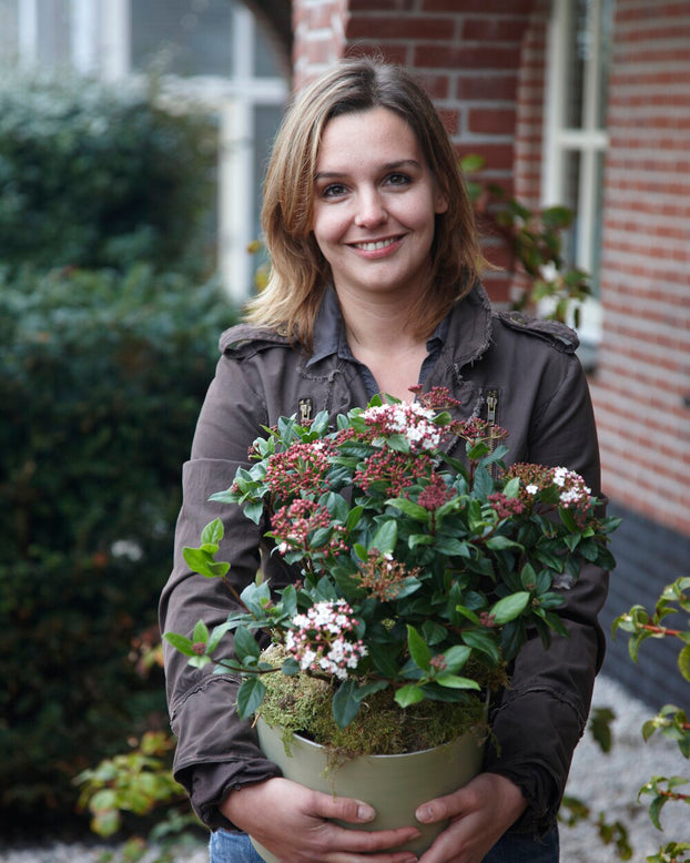 Viburnum tinus