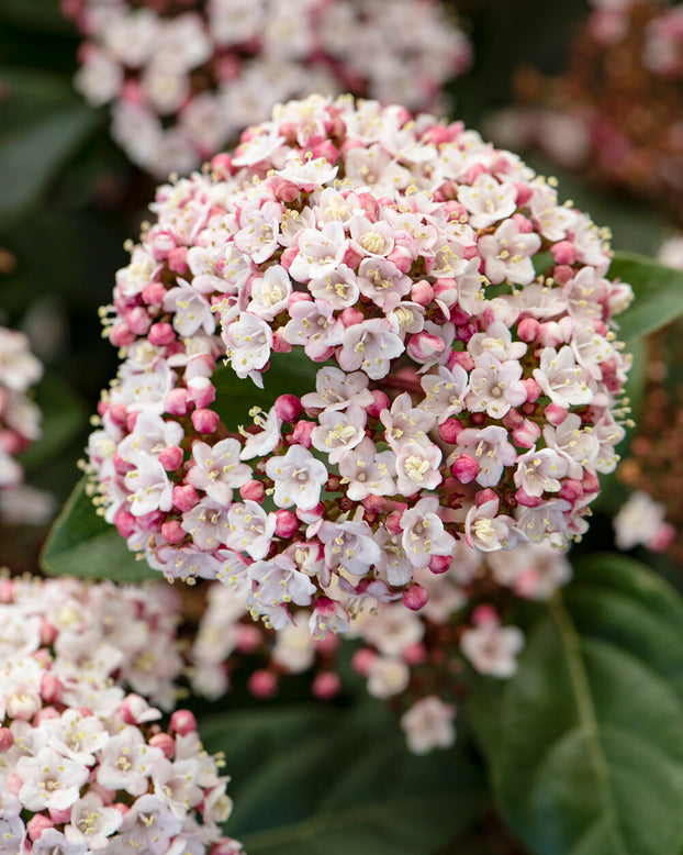 Viburnum tinus