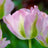 Viridiflora tulips