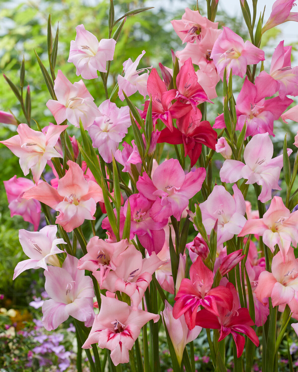 Gladiolus 'Nanus Mixed' bulbs — Buy mixed nanus (dwarf) gladioli online