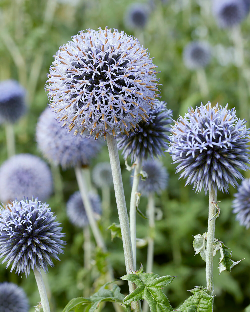 Echinops Ritro small Globe Thistle Bare Roots Buy Online At Farmer Echinops Ritro small Globe Thistle Bare Roots Buy Online At Farmer