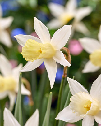 Narcissus 'Elka'