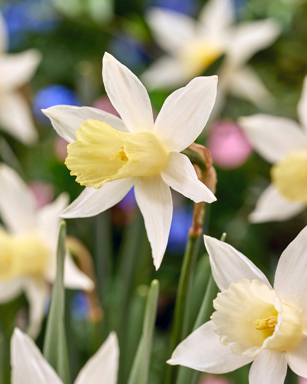Narcissus 'Elka'