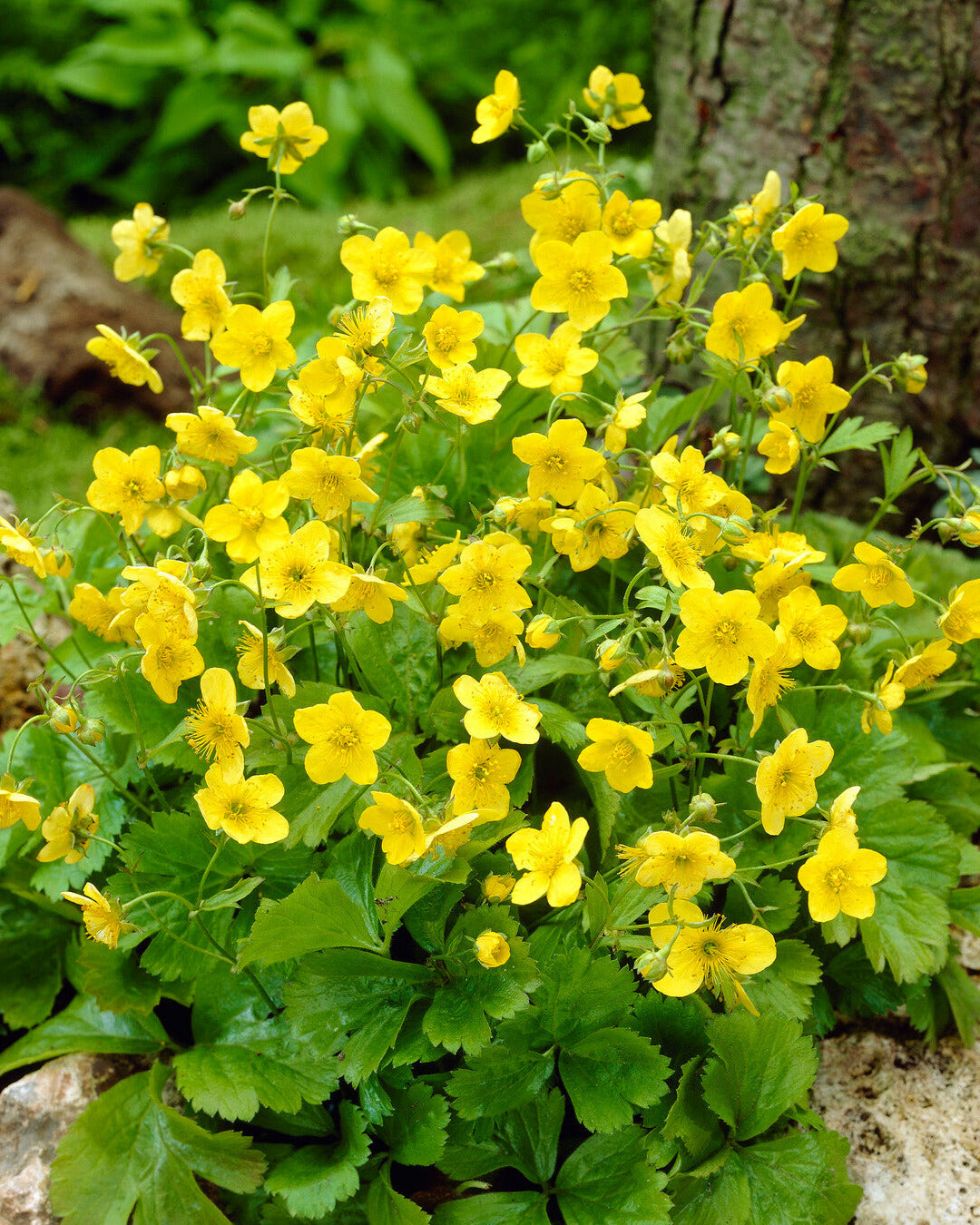 Waldsteinia Ternata barren Strawberry Buy Online At Farmer Gracy UK Waldsteinia Ternata barren Strawberry Buy Online At Farmer Gracy UK