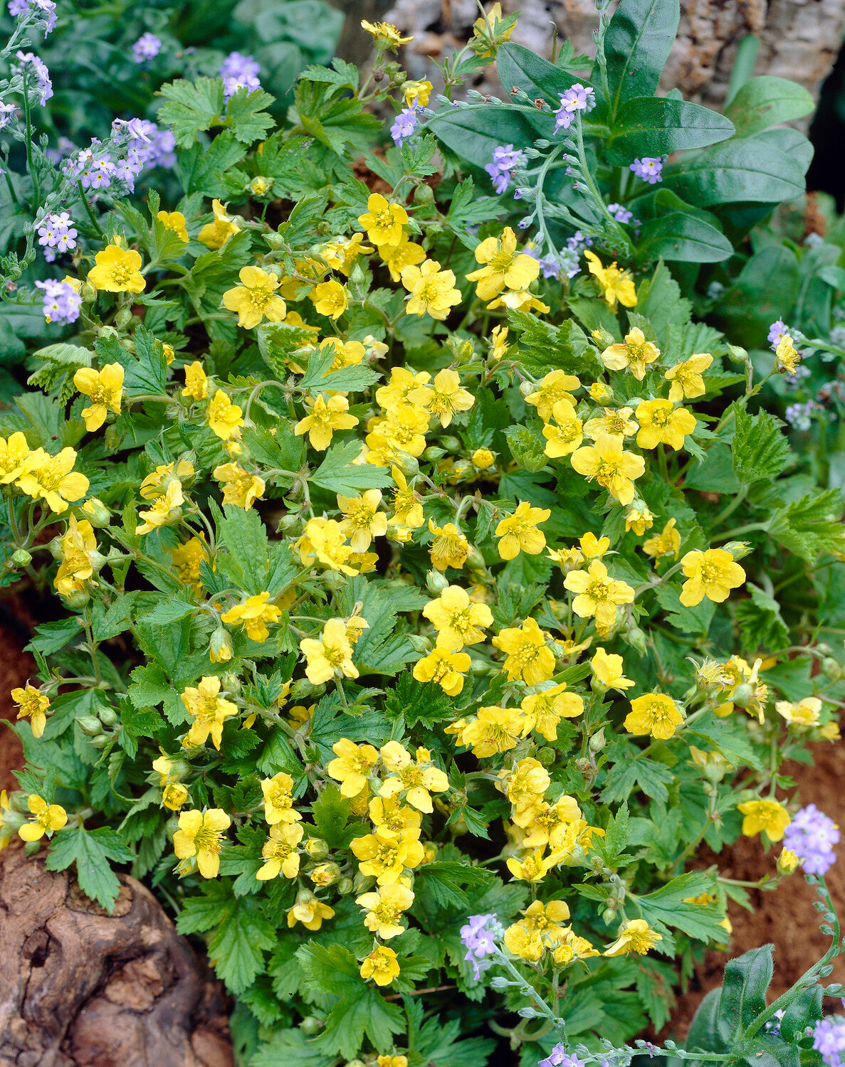 Waldsteinia Ternata barren Strawberry Buy Online At Farmer Gracy UK Waldsteinia Ternata barren Strawberry Buy Online At Farmer Gracy UK