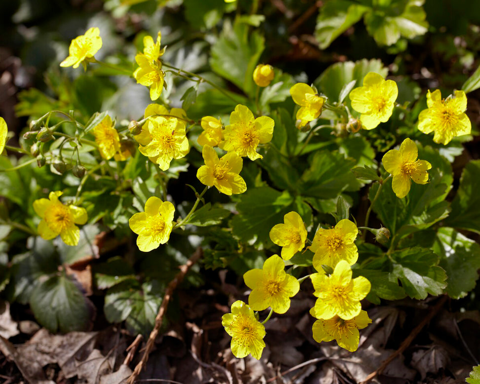 Waldsteinia ternata