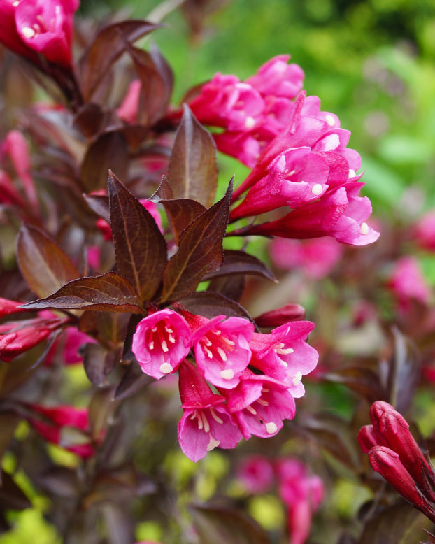 Weigela 'Alexandra'
