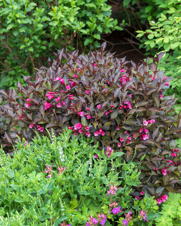 Weigela 'Alexandra'