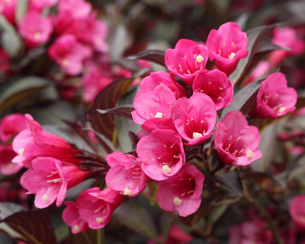 Weigela 'Alexandra'