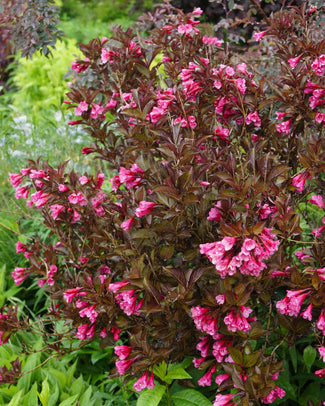 Weigela bare roots