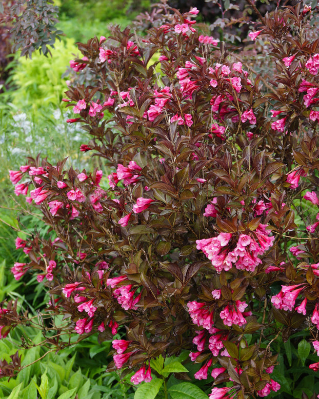 Weigela 'Alexandra'