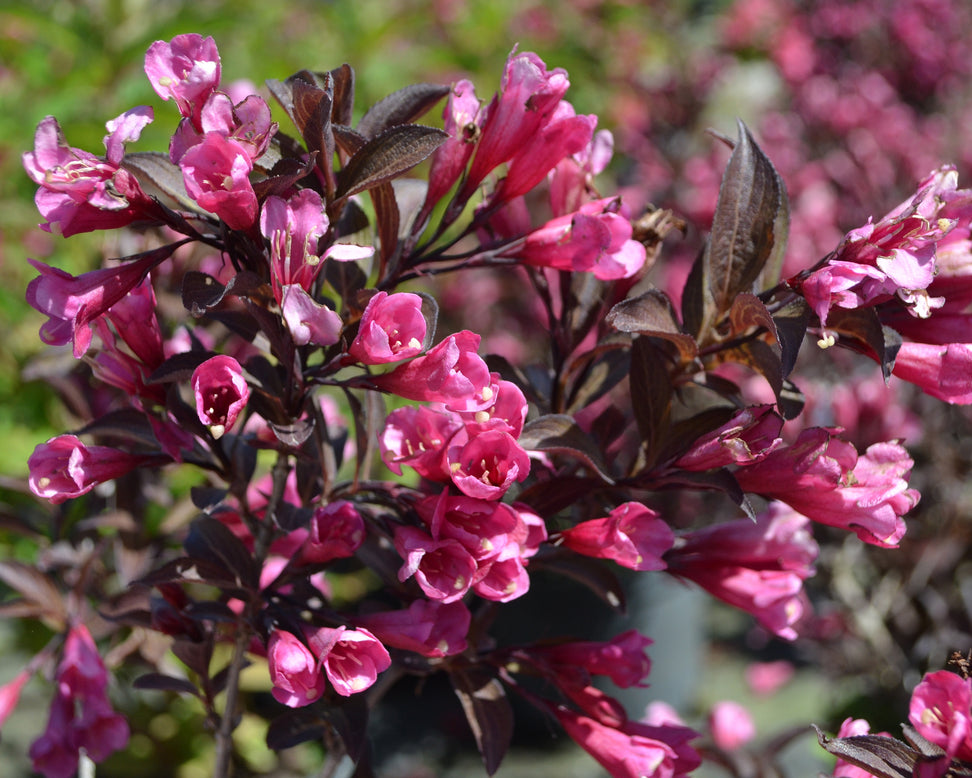 Weigela 'Alexandra'