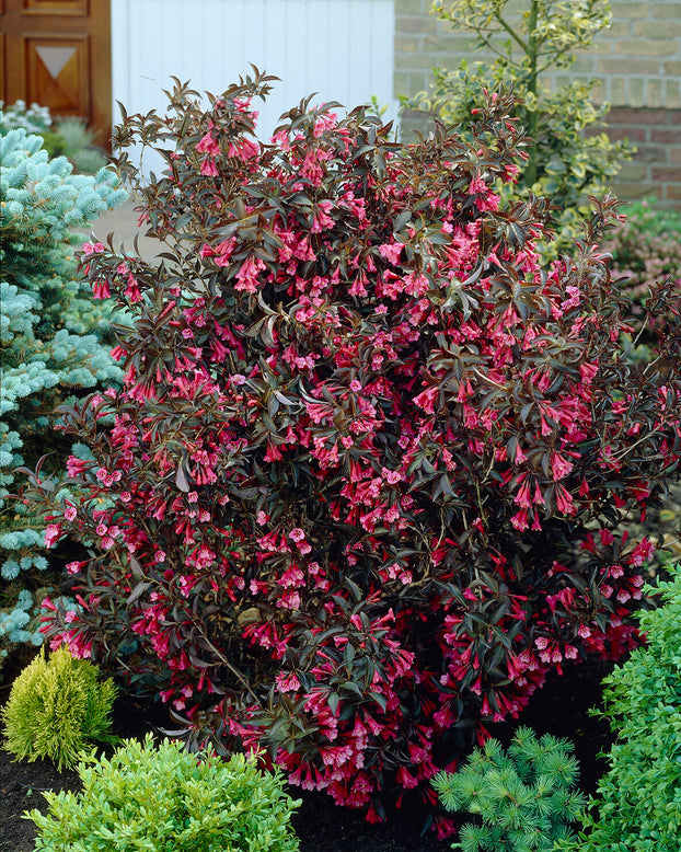 Weigela 'Alexandra'