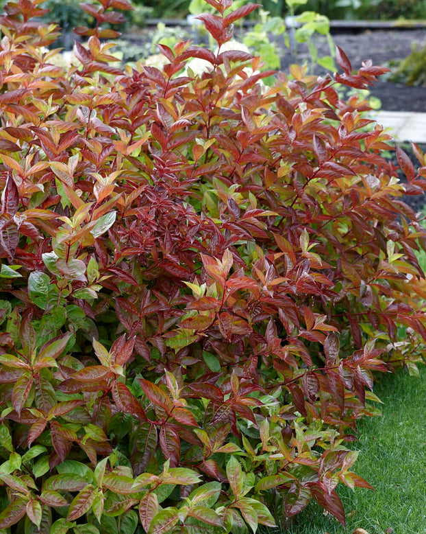 Weigela 'Wings of Fire'