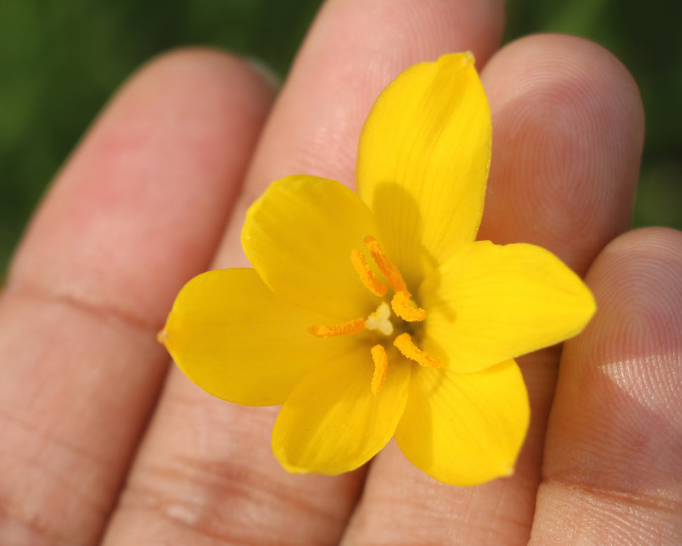 Zephyranthes sulphurea