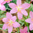 Zephyranthes