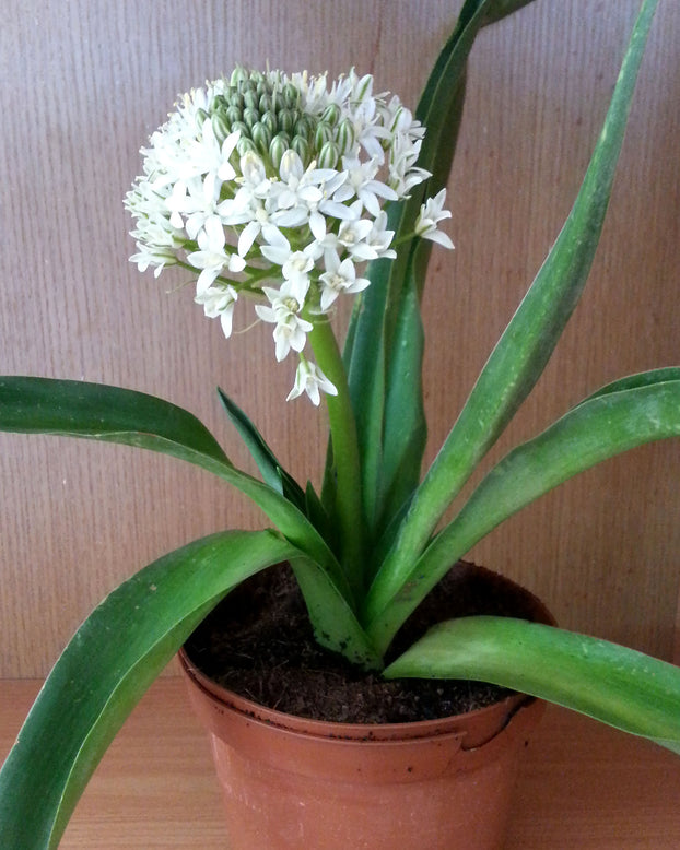 Scilla 'White Moon'