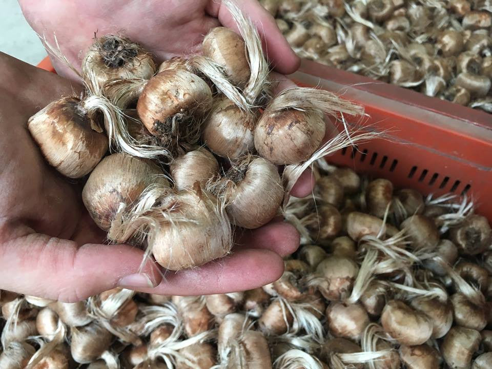 Crocus sativus
