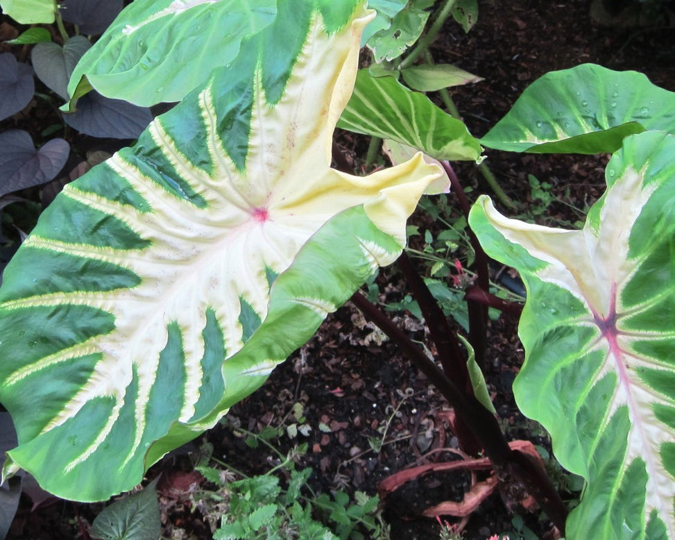 Colocasia 'White Lava'