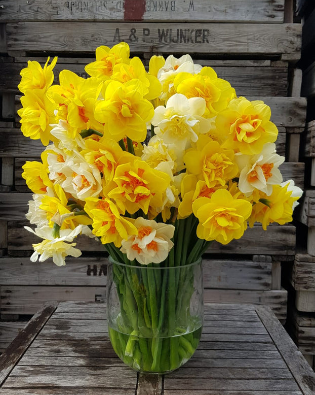 Narcissus 'Double Mixed'