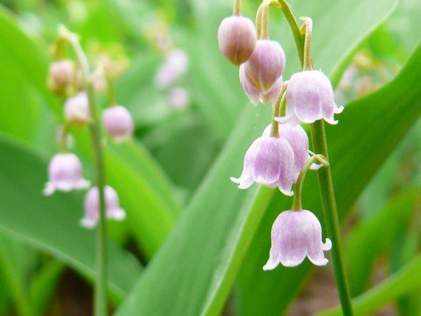 Convallaria majalis var. rosea