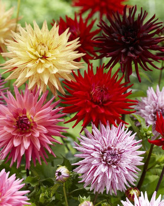 Dahlia collection 'Cactus Mixed'