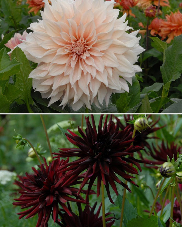 Dahlia collection 'Coffee at Midnight'