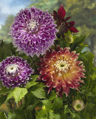 Dahlia collection 'Cuba Libre'