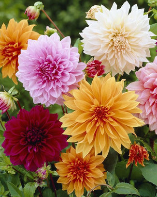 Dahlia collection 'Decorative Mixed'