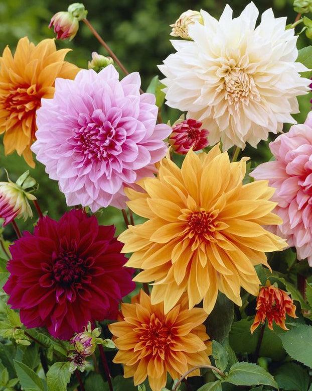 Dahlia collection 'Decorative Mixed'