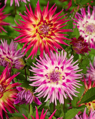 Dahlia collection 'Fireworks'