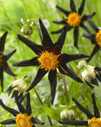 Dahlia 'Honka Black'