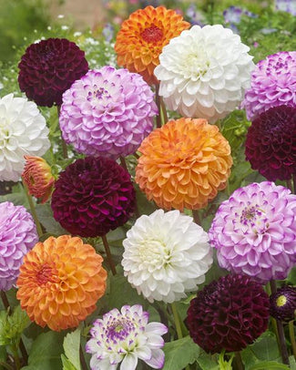 Dahlia collection 'Pompon Mixed'