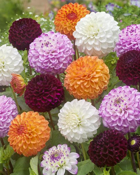 Dahlia collection 'Pompon Mixed'