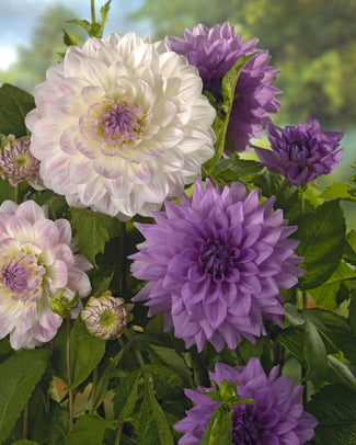 Dahlia collection 'Sarasota Joy'