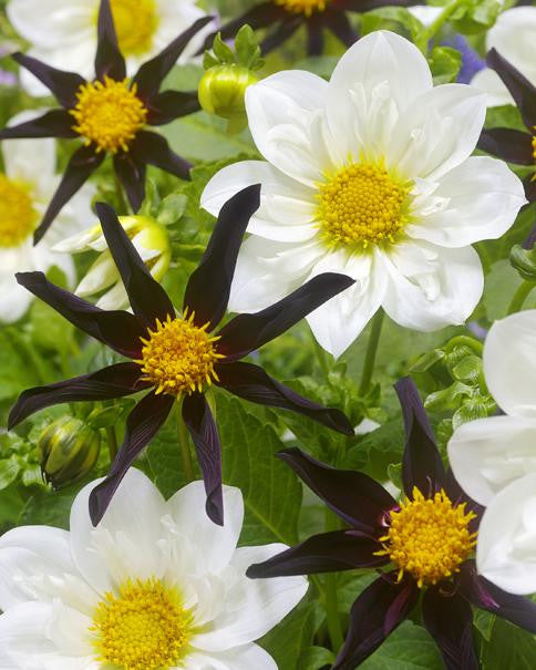 Dahlia collection 'Silhouettes'