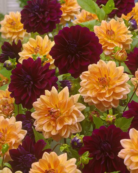 Dahlia collection 'Sticky Toffee'