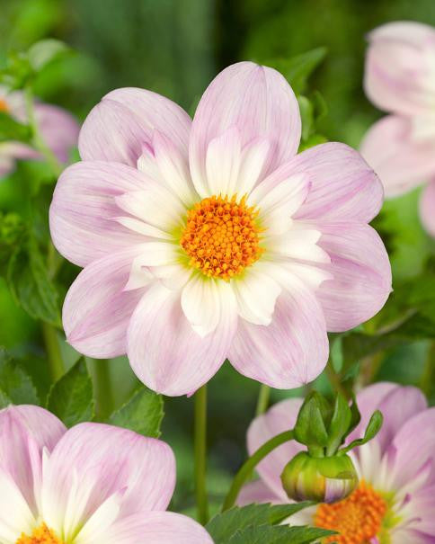 Dahlia collection 'Pret à Collarette'