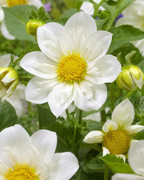 Dahlia 'Twyning's White Chocolate