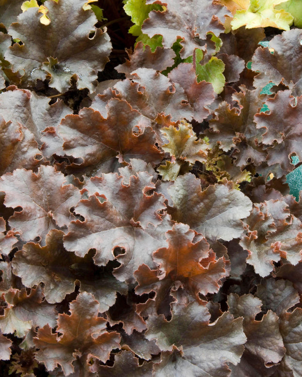 Heuchera 'Cappuccino'