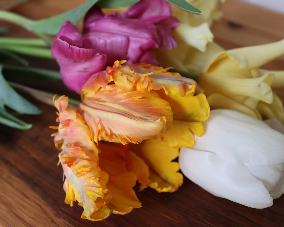Tulip 'Princess Irene Parrot'