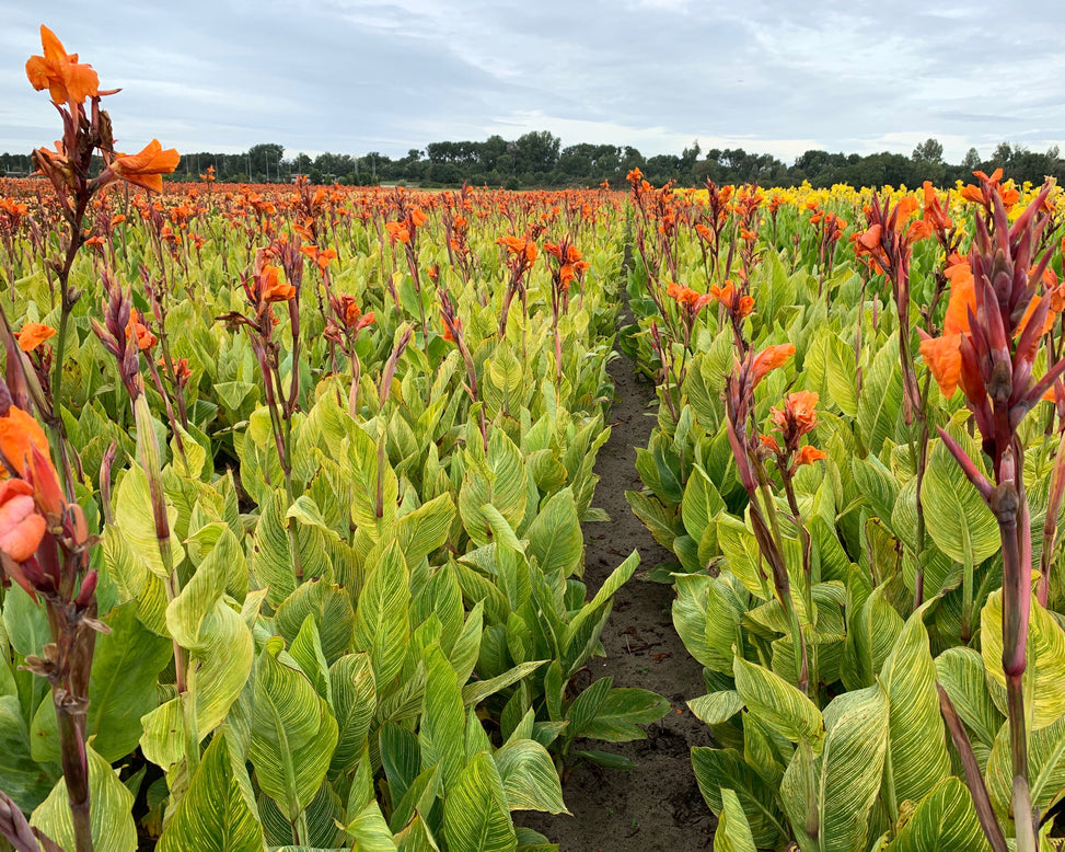 Canna 'Mandela'