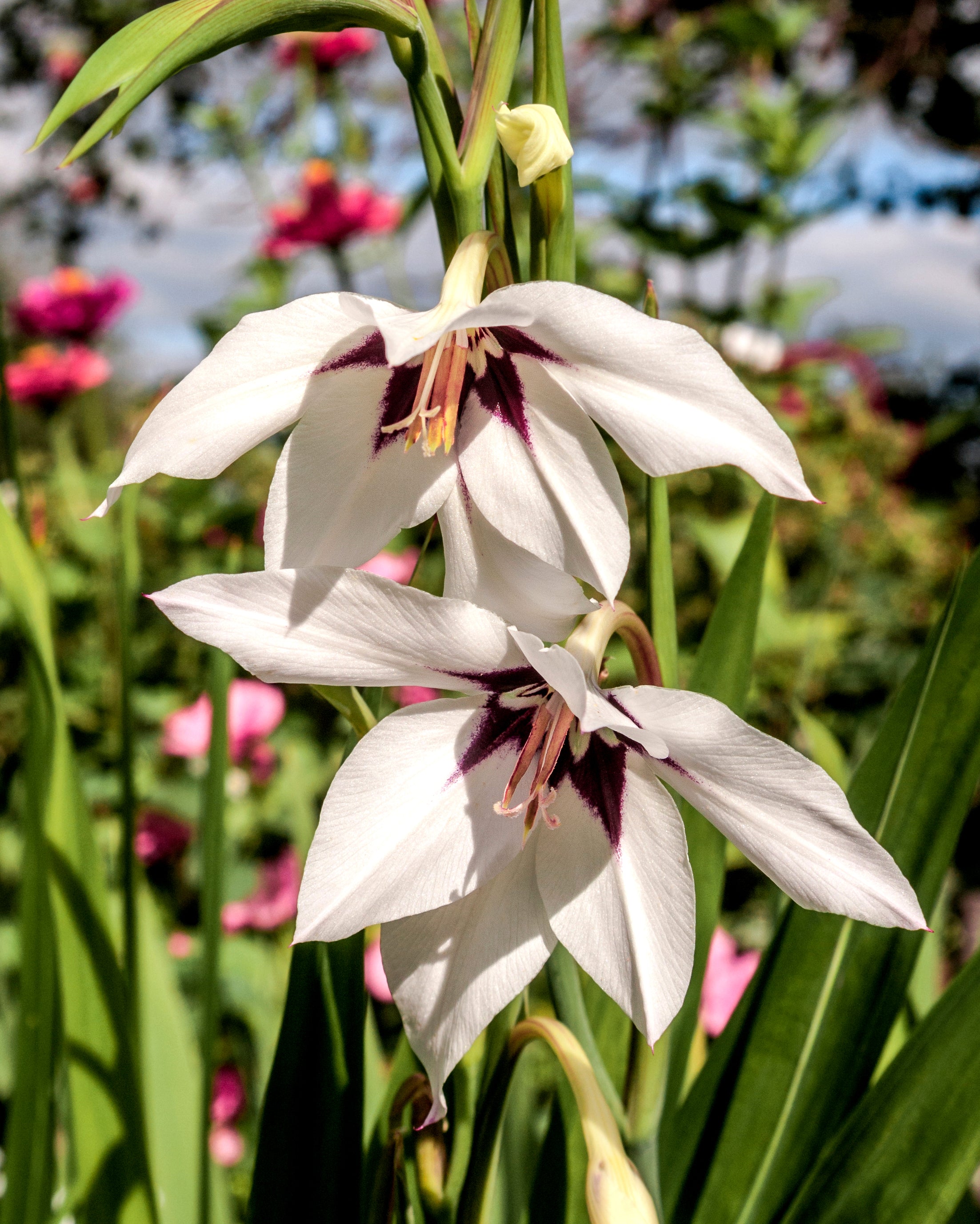 Gladiolus murielae (Abyssinian gladiolus) Corms — Buy online at Farmer  Gracy UK