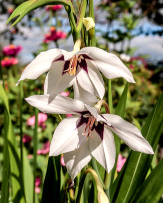 Gladiolus murielae