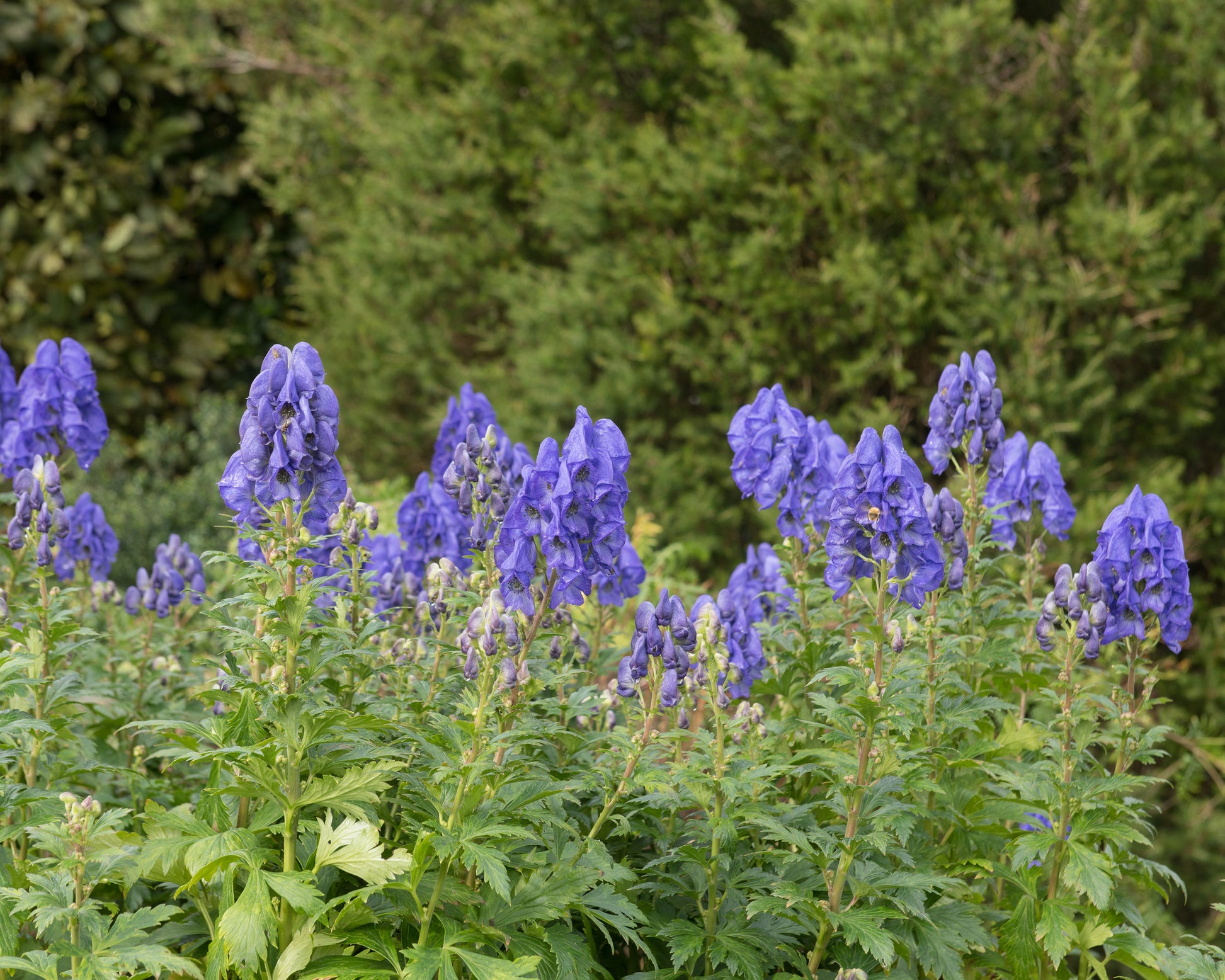 Aconitum carmichaelii 'Arendsii' bare roots | Buy blue monkshood online ...