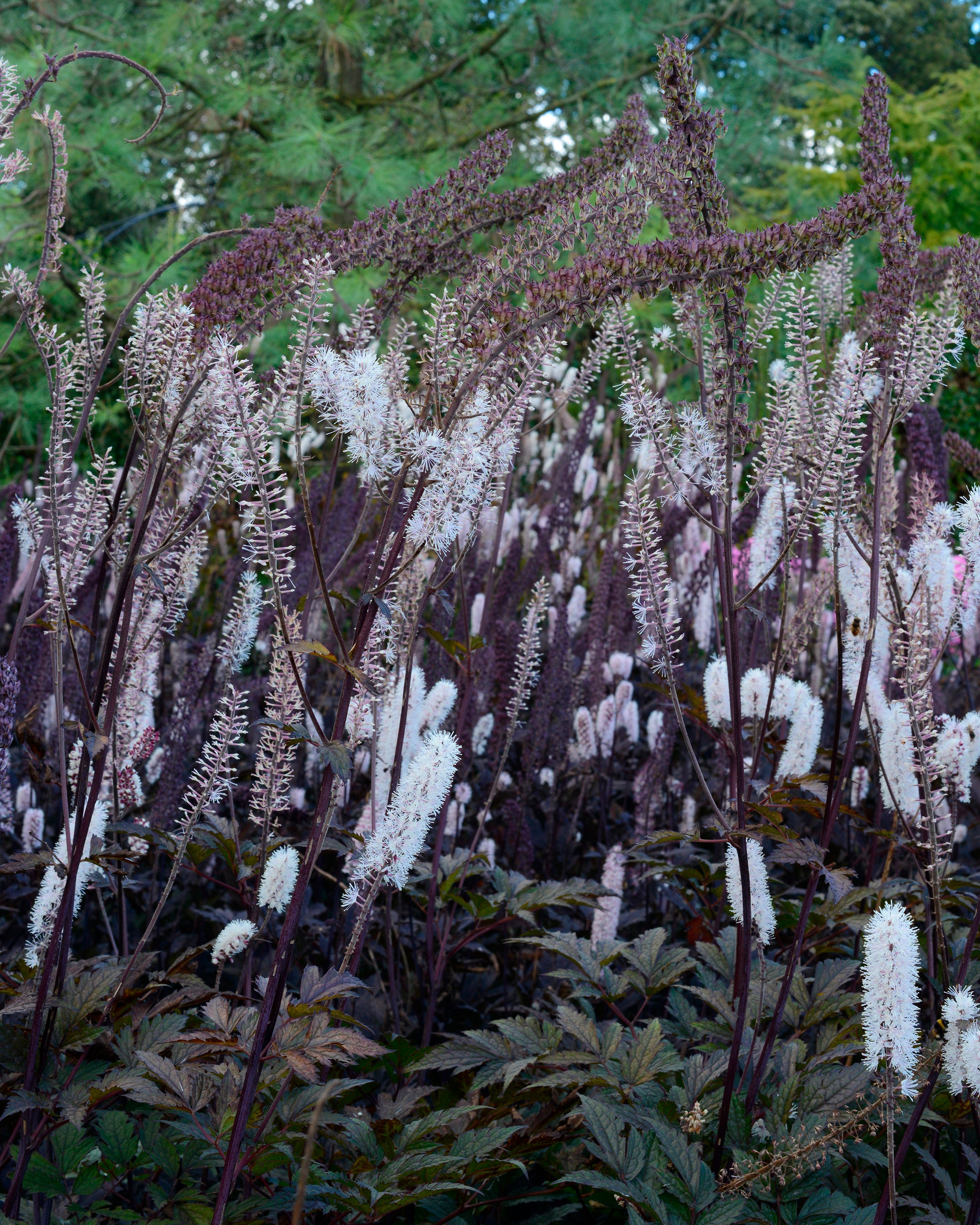 Actaea Racemora Actaea simplex 'Brunette' bare roots | Buy baneberry plants online at ...