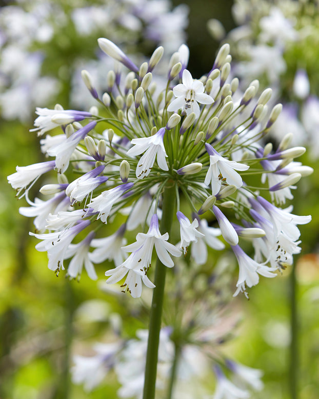 Agapanthus 'Fireworks'