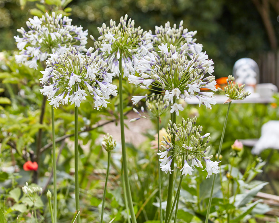 Agapanthus 'Fireworks'