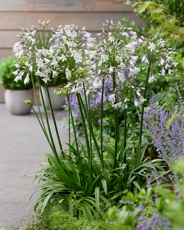 Agapanthus 'Fireworks'